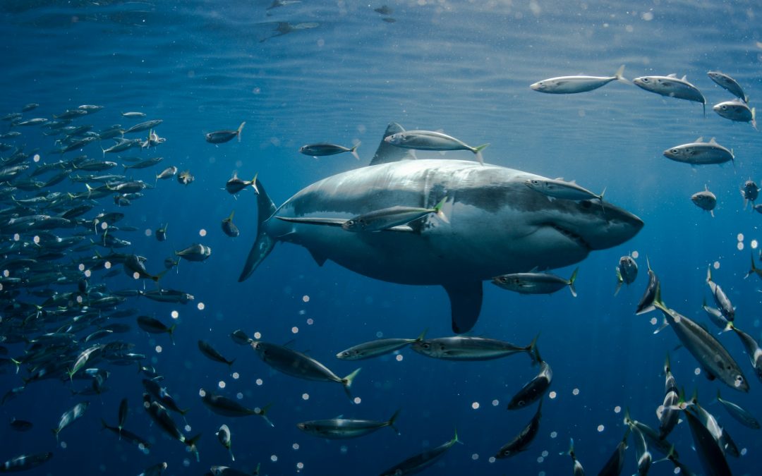 Größter Weißer Hai der Welt – Ist Deep Blue noch die größte?