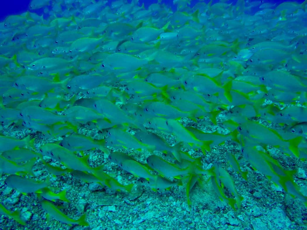 Abbondanza di pesce: ci sono grandi banchi in molti punti di immersione. Foto: Sascha Tegtmeyer Immersioni a Gran Canaria Rapporto sull'esperienza: i posti migliori nell'Atlantico?