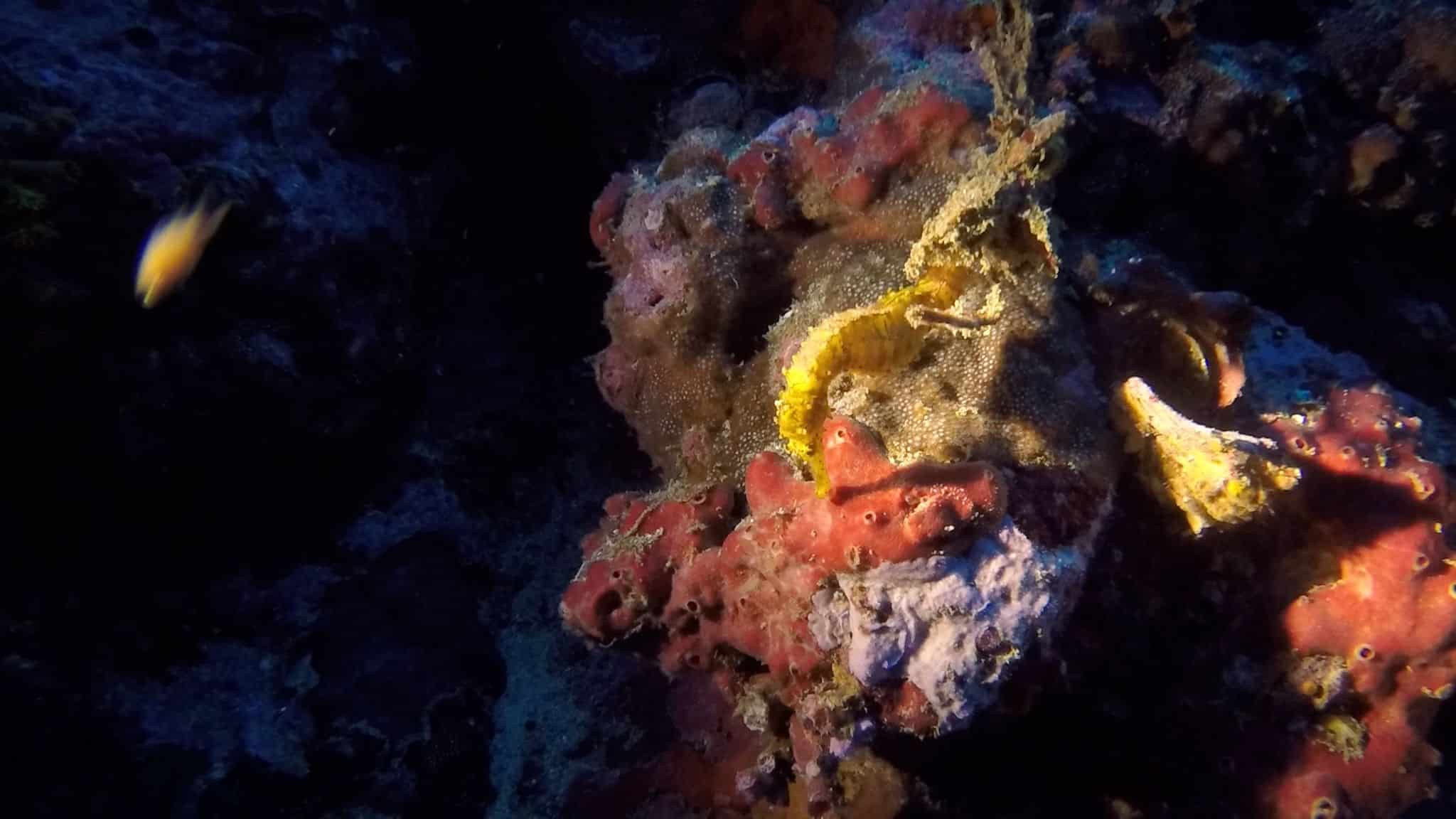 liveaboard havbier dykning genesis I Andamanhavet similanøerne surinøerne richelieu rock Den lille søhest ved Richelieu Rock. Foto: Sascha Tegtmeyer