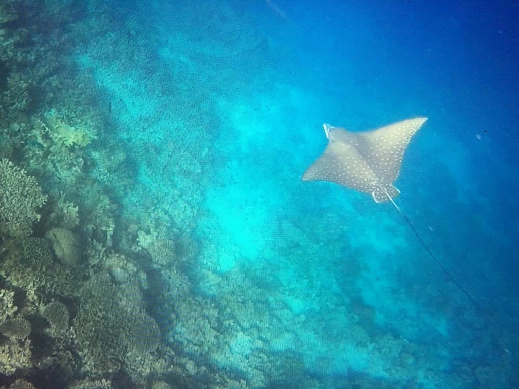 Coco Palm Dhuni Kolhu: Tauchen im Baa Atoll ist ideal, um viele unterschiedliche Meerestiere wie diesen Adlerrochen zu beobachten. Foto: Sascha Tegtmeyer