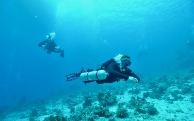 Tauchsafari in Ägypten mit Seawolf – mein Erfahrungsbericht