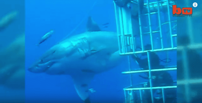 World's Largest Great White Shark – Has Deep Blue Got Any Competition?