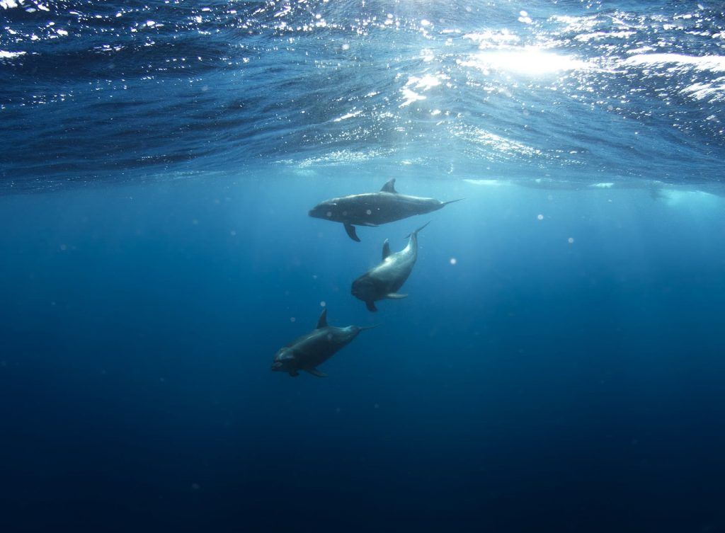 Herrlicher Tauchurlaub am Roten Meer: Es gibt immer etwas zu entdecken! Foto: Pixabay