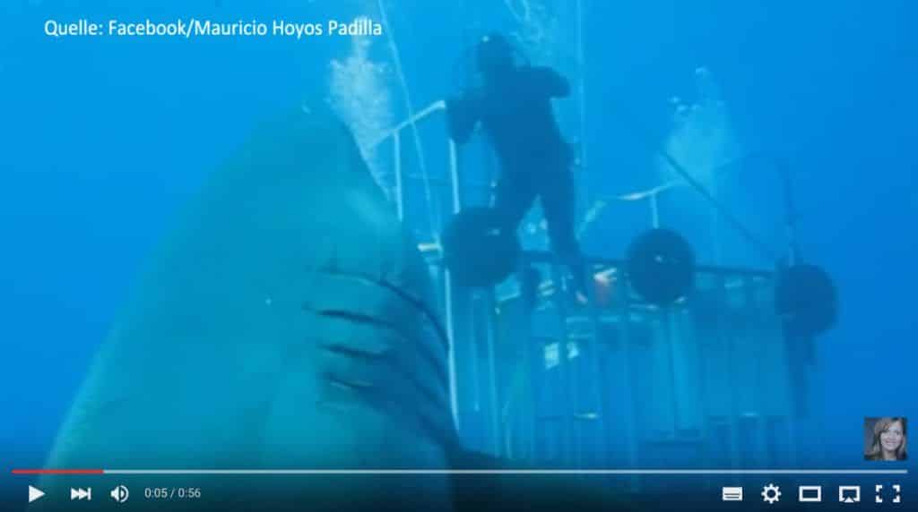El Hawai más grande del mundo En el espectacular video que se filmó en la Isla de Guadalupe en México, un gran tiburón blanco se zambulle frente a una jaula con cinco buzos, y puedes ver de inmediato que Deep Blue no es un gran tiburón blanco común. Foto: youtube.com