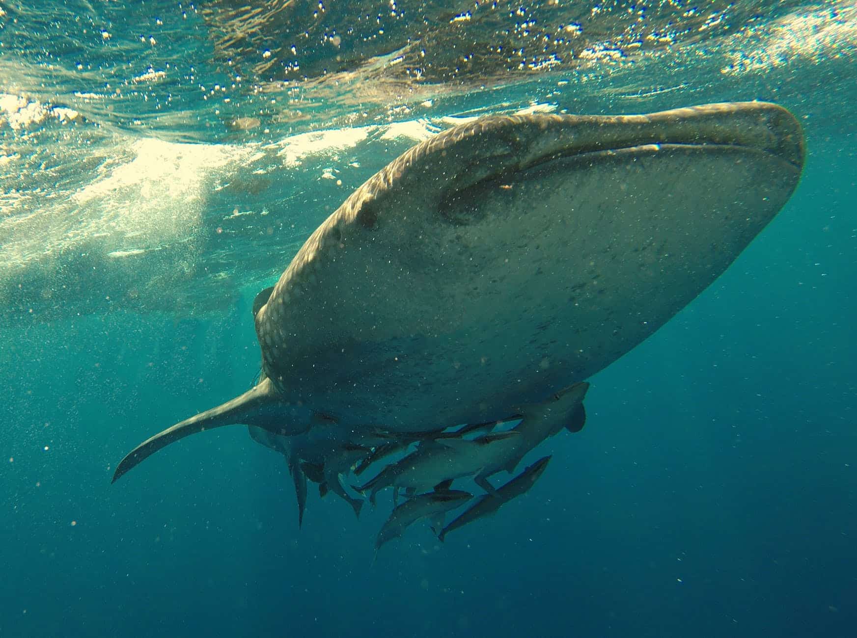 Ein Riese in den Meeren: der Walhai. Foto: Pexels