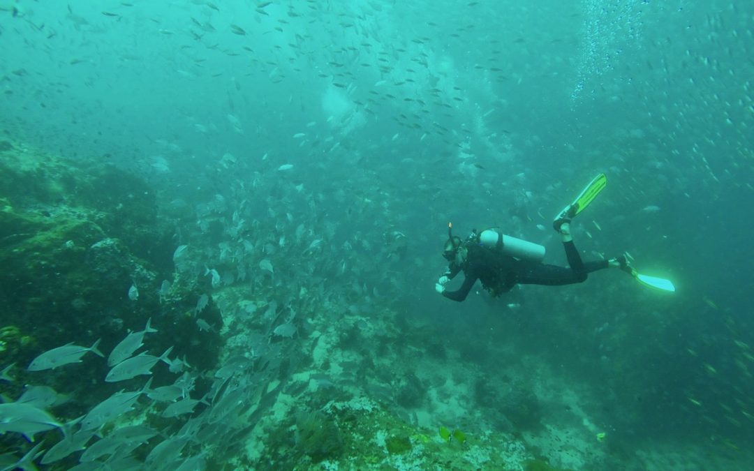 Tauchen auf Koh Phangan Erfahrungsbericht – auf zum Sail Rock!