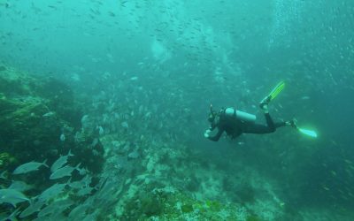 Tauchen auf Koh Phangan Erfahrungsbericht – auf zum Sail Rock!