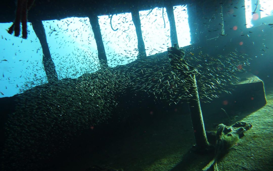 Tauchen in Kroatien Erfahrungsbericht – Tour am Wrack der Cesare Rossarol