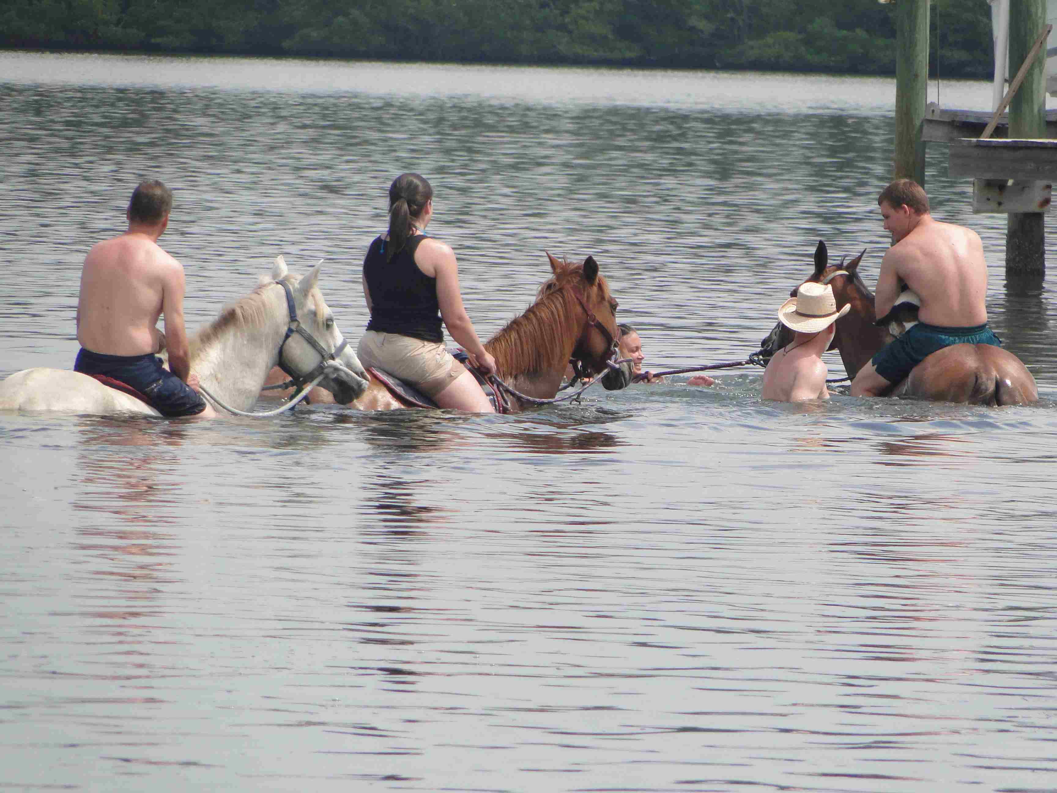Op het paard gaat het het water in: dappere proberen te surfen. Foto: Bradenton Area