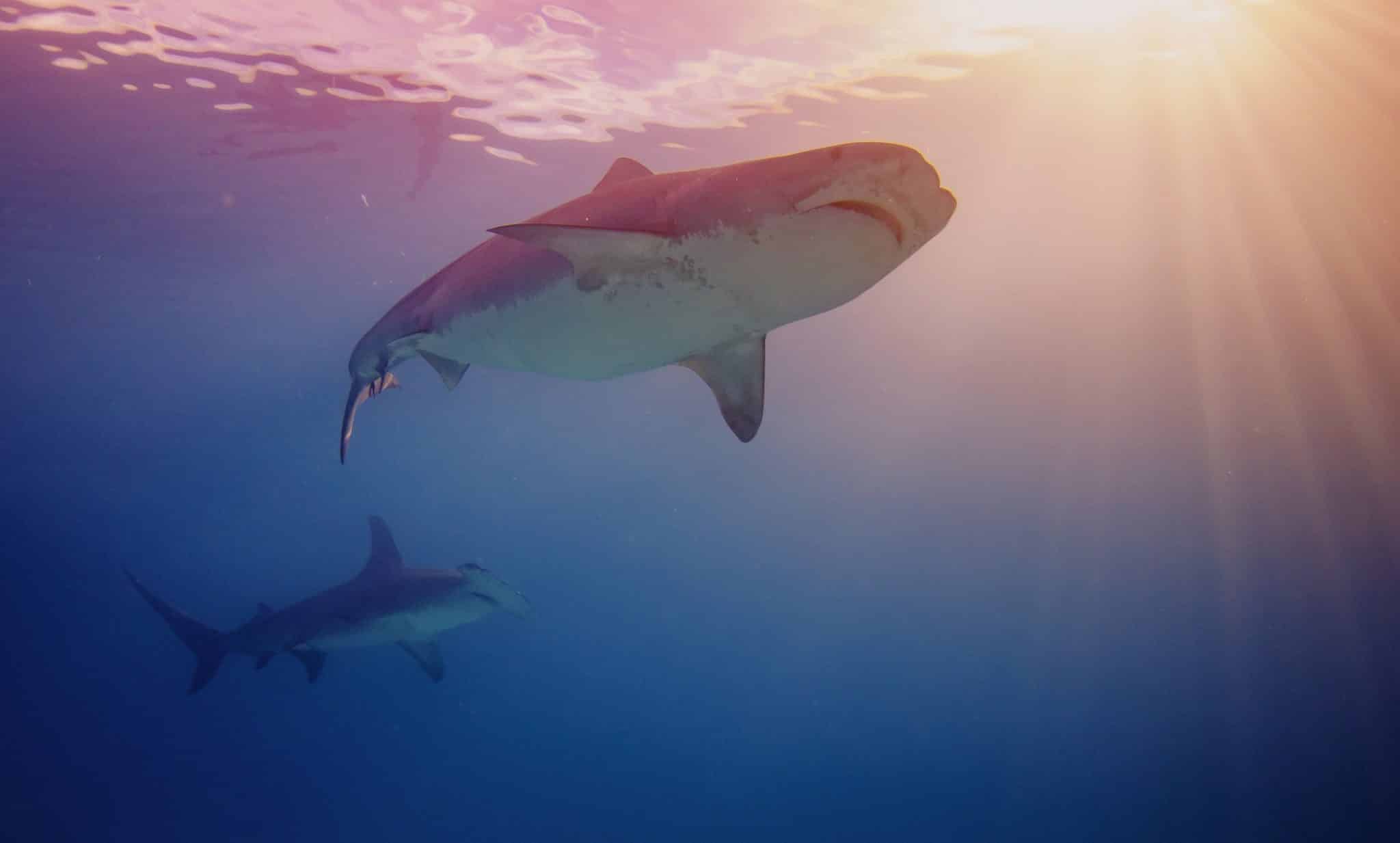 Gli squali toro sono una delle più grandi specie di squali. Foto: Pixabay