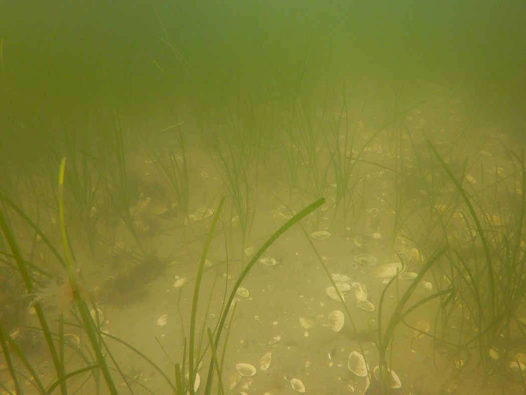 Grünliches Wasser erzeugt eine ganz eigenartige Atmosphäre. Foto: Sascha Tegtmeyer
