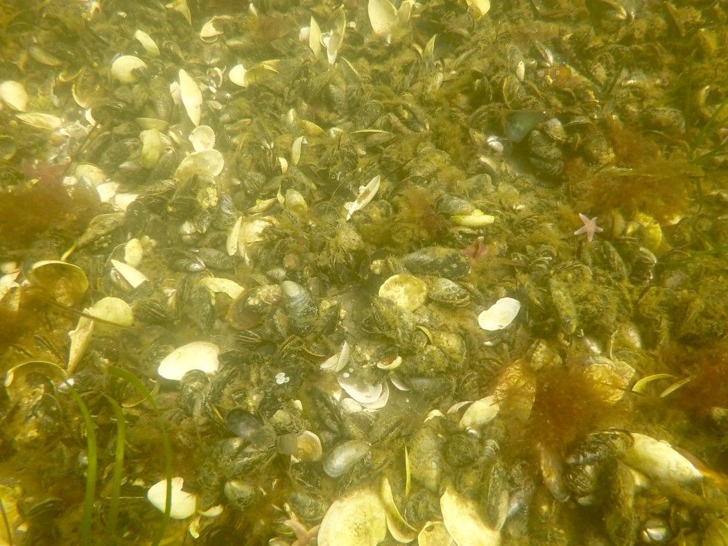 Am Grund gibt es viel zu entdecken. Foto: Sascha Tegtmeyer