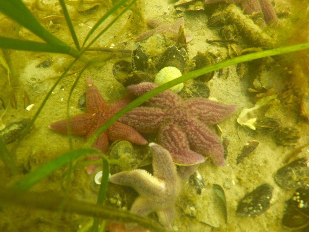 Seesterne und Muscheln finden sich zu Hauf am Meeresgrund bei Scharbeutz. Foto: Sascha Tegtmeyer