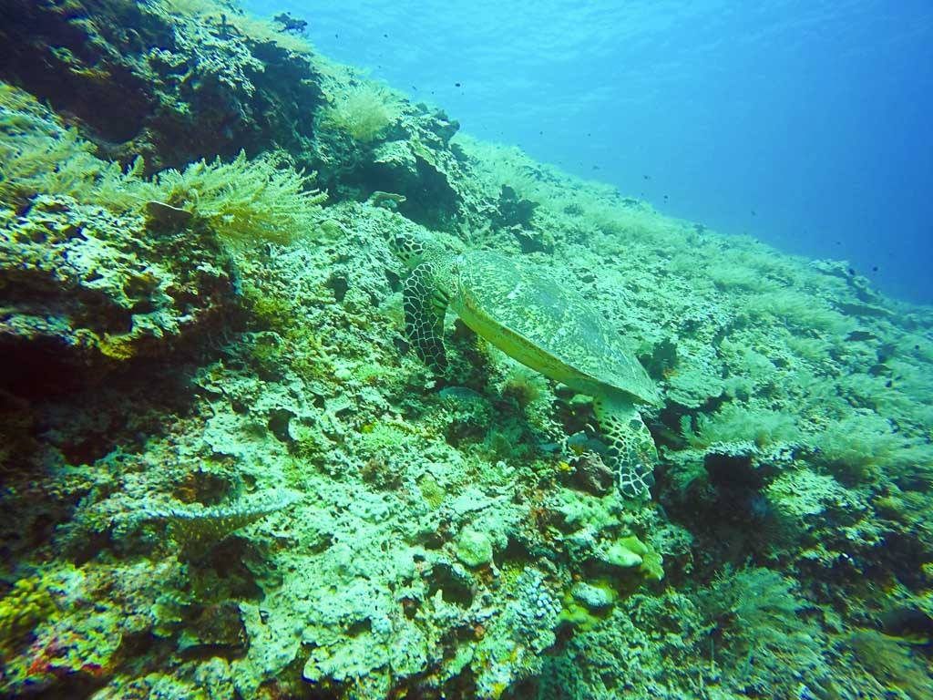 Meeresschildkröten sieht man um die Gili Inseln herum sehr häufig.