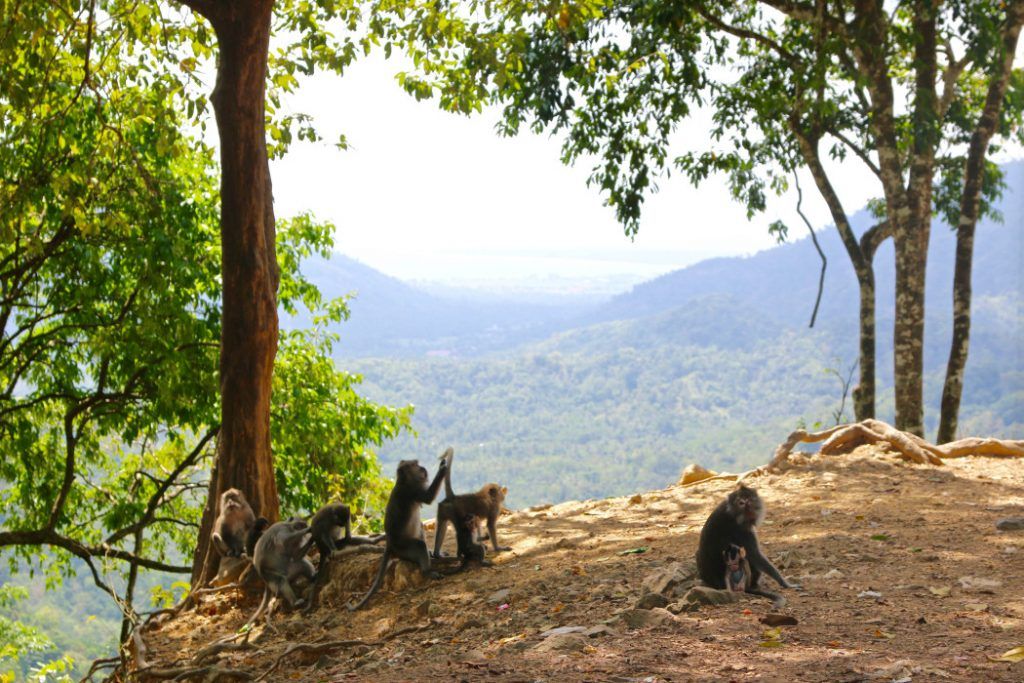Macacos selvagens na floresta tropical em Lombok. Foto: S. Tegtmeyer