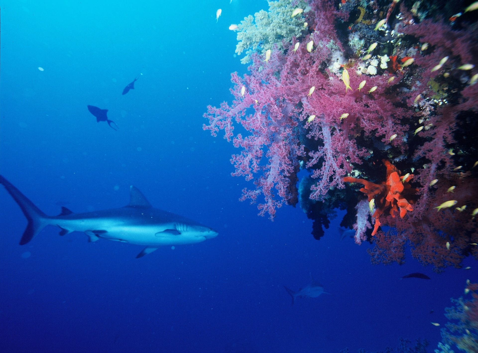 Om du är intresserad av hajar, missa inte de grå revhajarna i Thailand. Foto: Pixabay