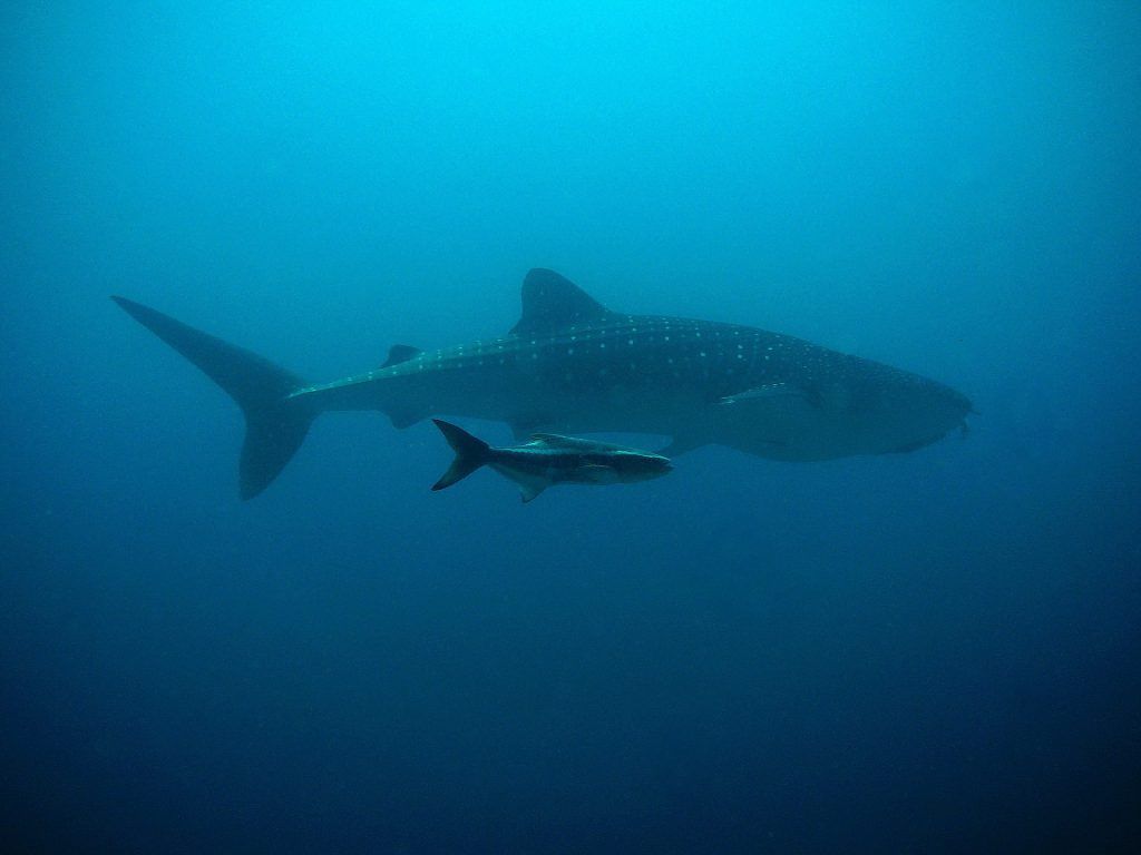 Die Mutter aller Haie in Thailand: der Walhai. Foto: Pixabay