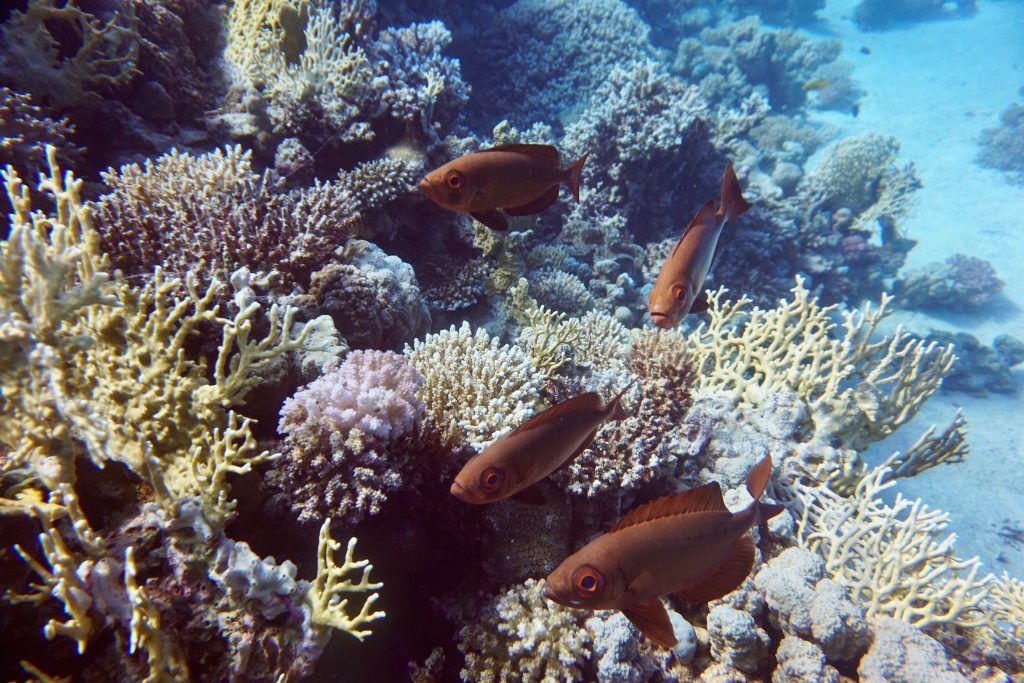 Fische am Riff: Besonders in der Nähe der Oberfläche sind die Riffe einfach wunderschön bunt! Foto: Sascha Tegtmeyer