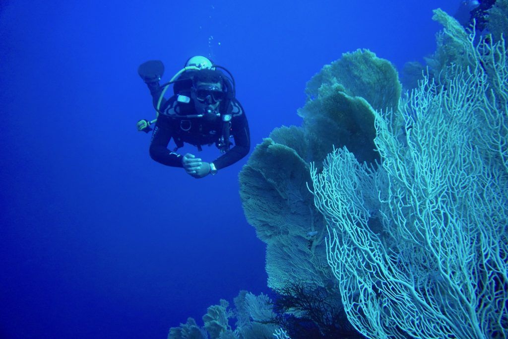 Herrliche Fächerkorallen: Die Riffe im Roten Meer sind wunderbar intakt. Foto: Sascha Tegtmeyer