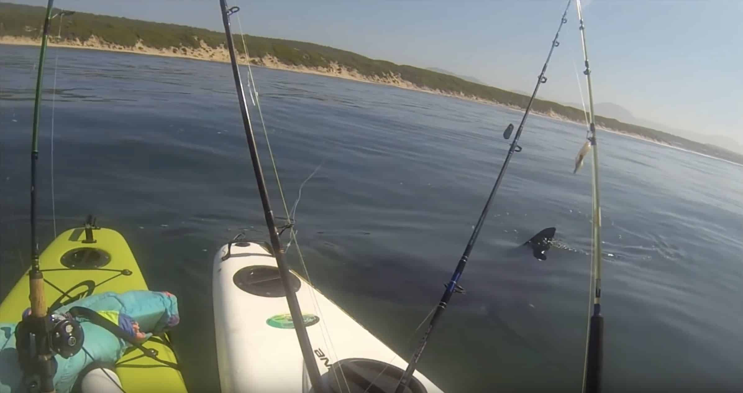 Il grande squalo bianco in Australia ribalta il kayak di una ragazza