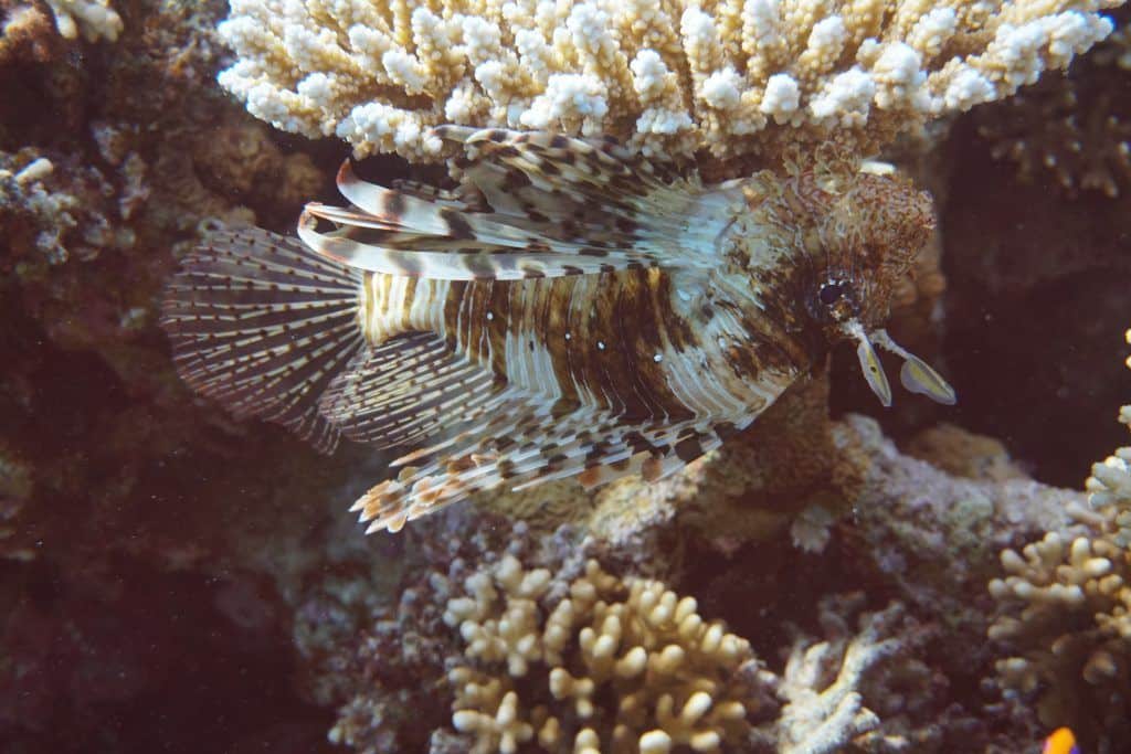 Ein Rotfeuerfisch an einer Koralle. Foto: Sascha Tegtmeyer