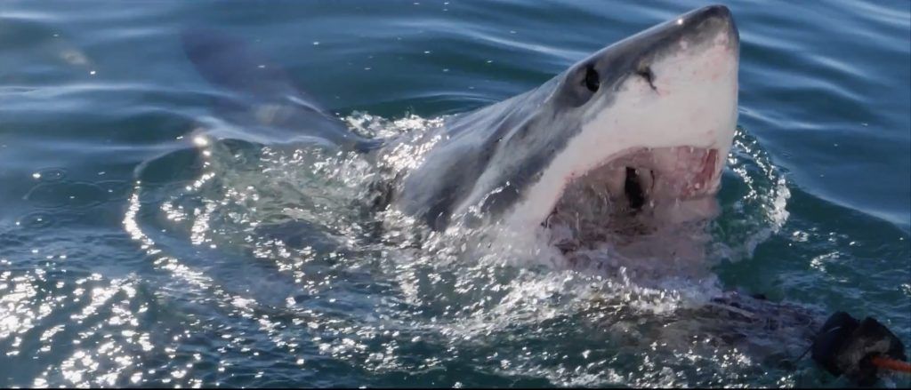 Fotos espectaculares del cineasta Dan Abbott: Un gran tiburón blanco vuela por el aire. Foto: Youtube