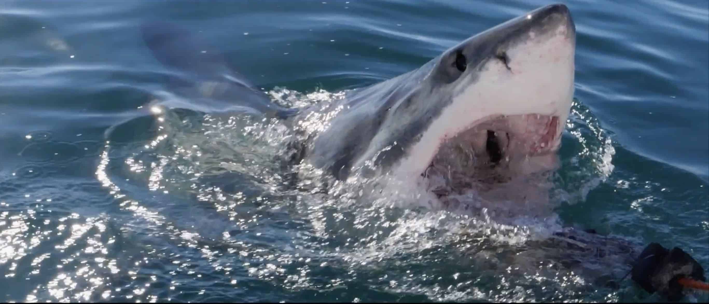 Video spettacolare: il grande squalo bianco vola nell'aria