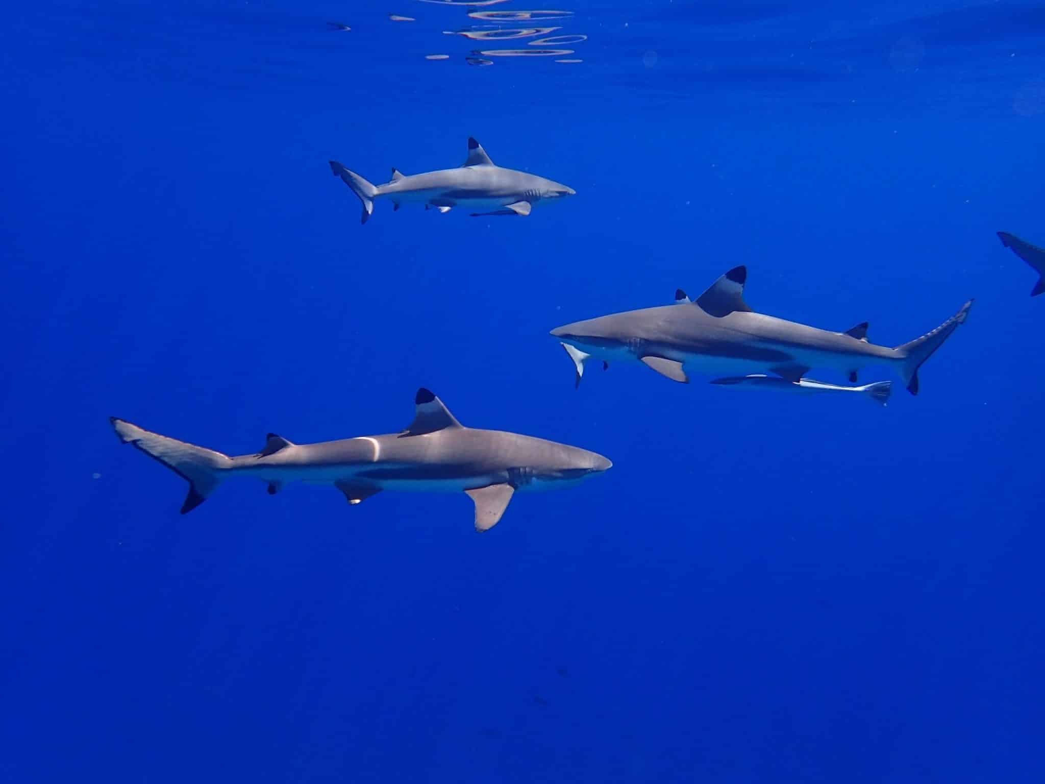 Blacktip-diepzeehaaien behoren zeker tot de mooiste haaien in de Rode Zee - maar ze worden zelden gezien. Duikers en snorkelaars komen vaker een familielid tegen - de witpuntige diepzeehaai "Loginmanus". Foto: Unsplash