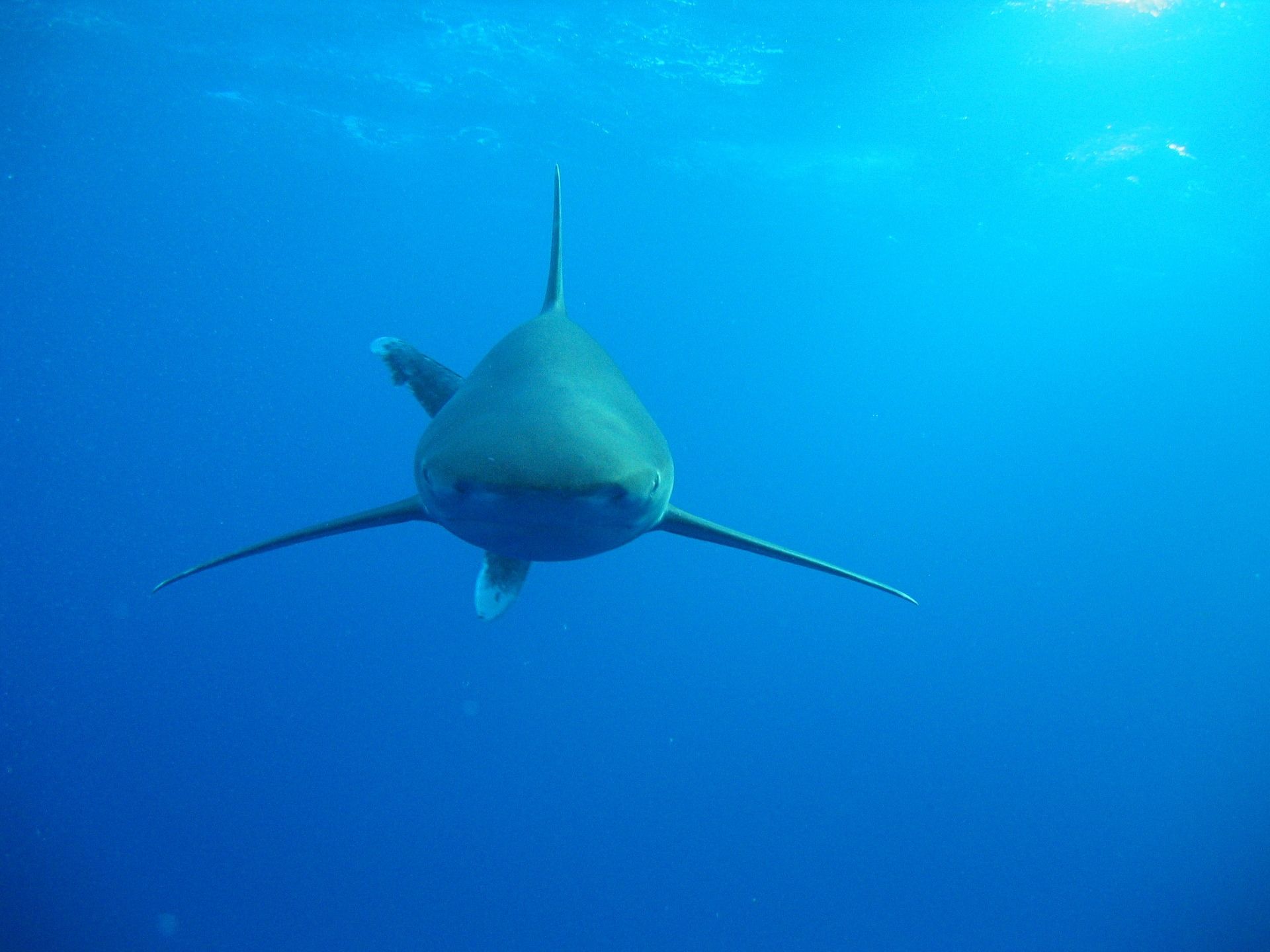 Haaien in de Rode Zee: de roofvis kan meestal met een moedige slag tegen de mond van de haai worden verdreven. Foto: Pixabay
