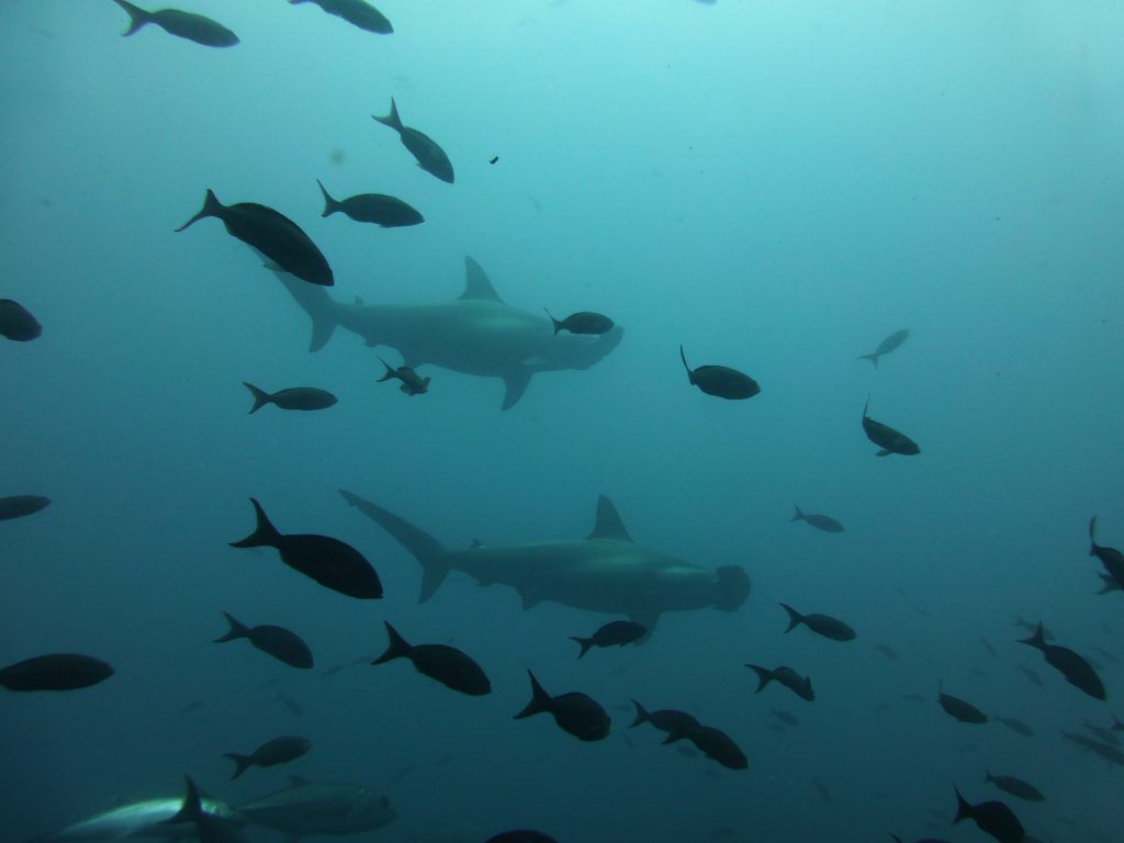 Scuole di squali martello si trovano nel Mar Rosso, specialmente nelle barriere coralline esterne. Foto: Pixabay