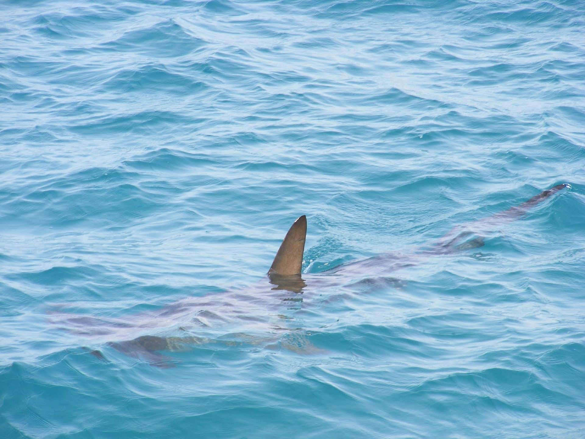 Gli squali martello sono relativamente “comuni” nel Mar Rosso: gli animali raramente emergono in superficie. Se vuoi vederli in Egitto, devi andare lontano, fino alla barriera corallina esterna, e fare immersioni lì.