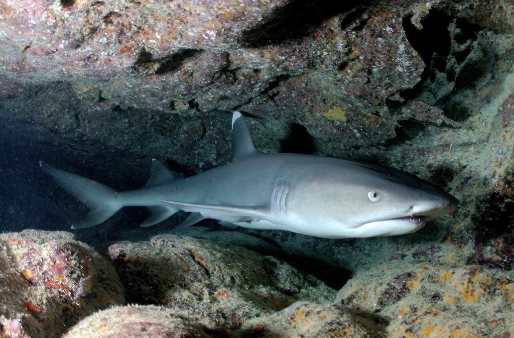 Whitetip reef shark: il piccolo pesce predatore dorme nelle caverne durante il giorno. Foto: Pixabay