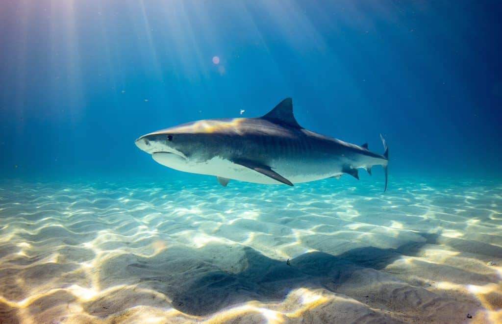 Lo squalo tigre si trova anche nel Mar Rosso - oltre allo squalo toro e al Longimano, è in realtà considerato relativamente pericoloso per gli esseri umani - specialmente per i nuotatori e gli snorkeling. Foto: Unsplash