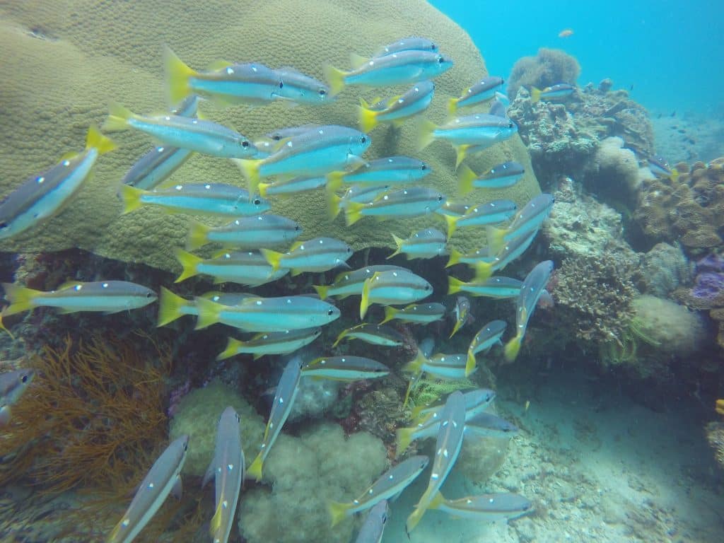 Beim Tauchen auf Koh Lipe können etliche Fischarten und viele bunte Korallen beobachtet werden. Foto: Sascha Tegtmeyer