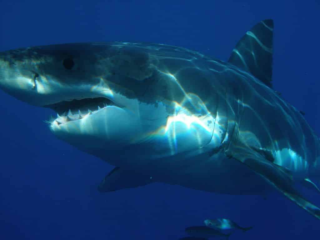 Great White Shark off Majorca: O animal de aproximadamente cinco metros de comprimento foi descoberto na costa sul da ilha de férias. Foto: Pixabay