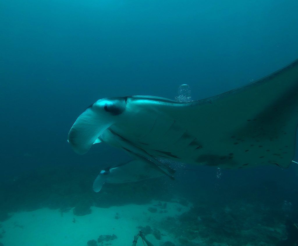 Malediven Tauchurlaub – im Gästehaus auf einer Einheimischeninsel 11 In der Nähe mancher Malediven-Einheimischeninsel gibt es Mantarochen "satt". Foto: Pixabay