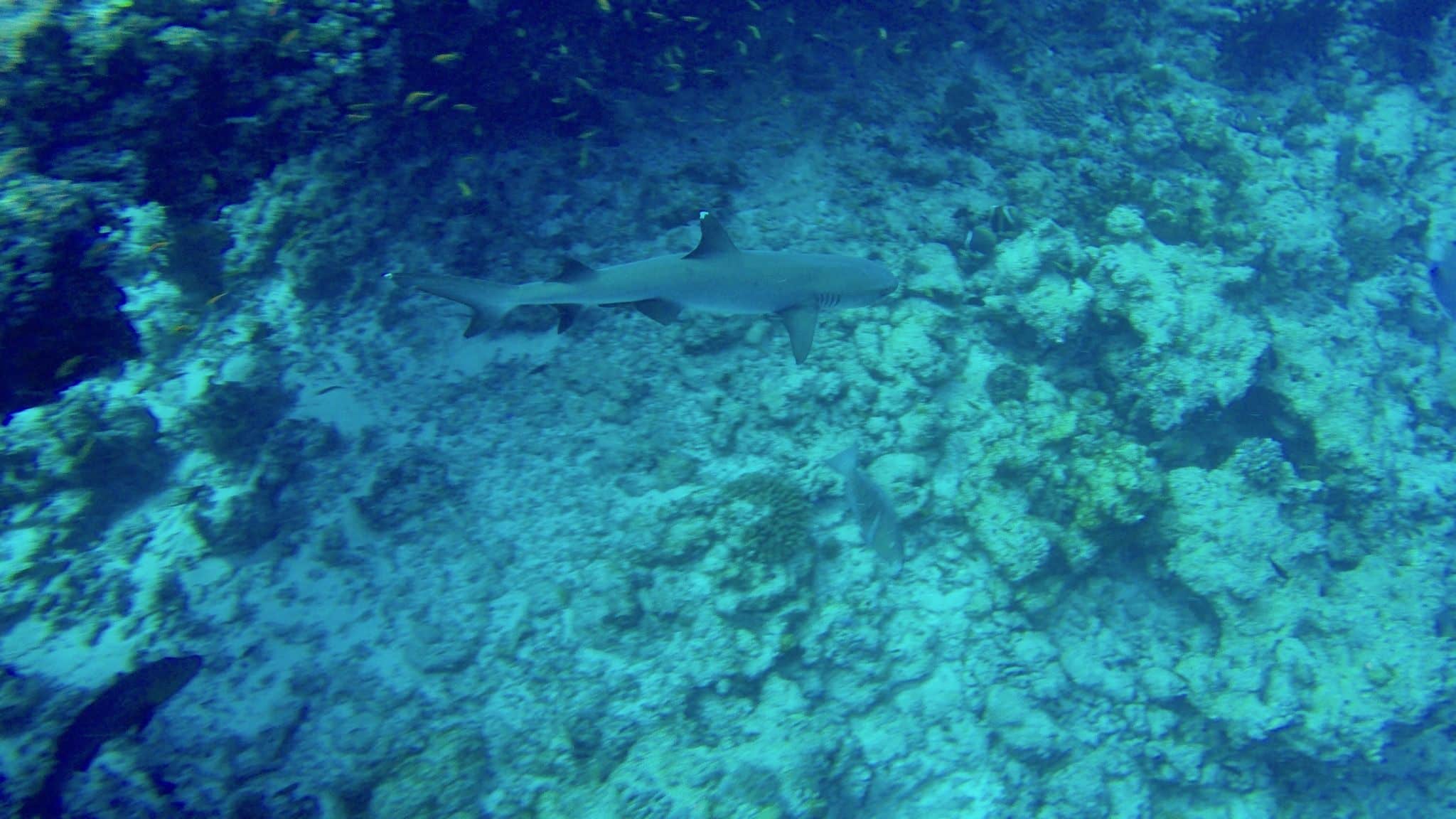 A white tip reef shark like this can be found in the Maldives while diving, but also in snorkeling and stand up paddling! Photo: Sascha Tegtmeyer