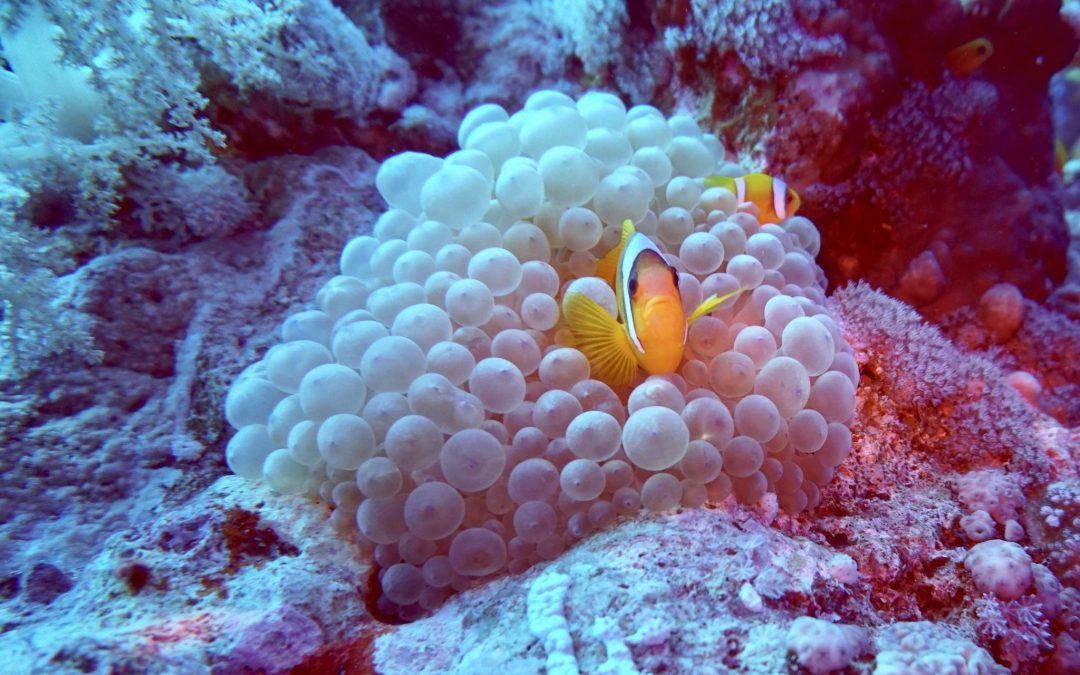 Reisebericht Safaga – Tipps & Erfahrungen zum Tauchen, Schnorcheln & Strandurlaub