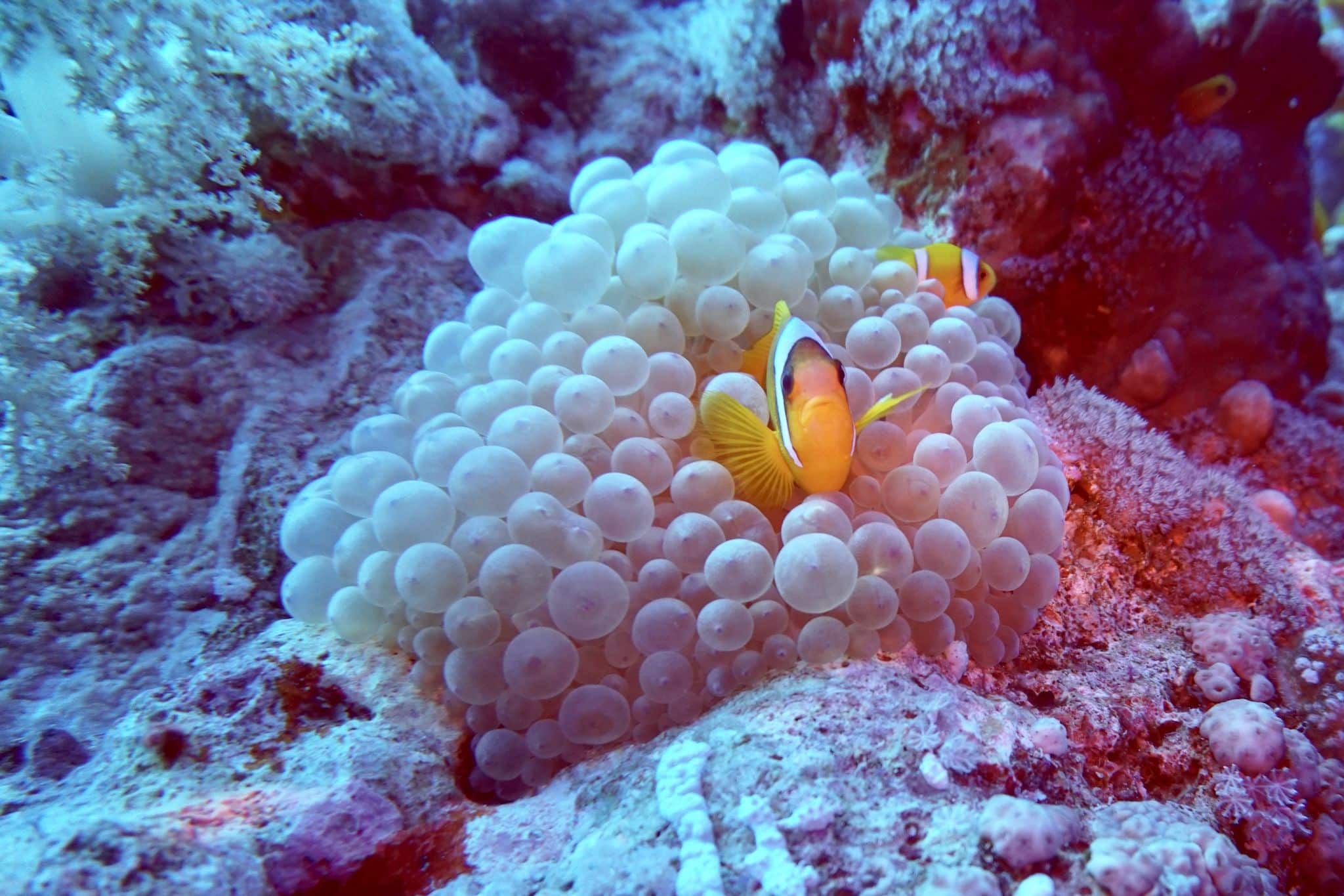 Reisebericht Safaga Tauchen in Safaga: Die Korallenriffe im Roten Meer sind absolut herrlich und intakt! Foto: Sascha Tegtmeyer