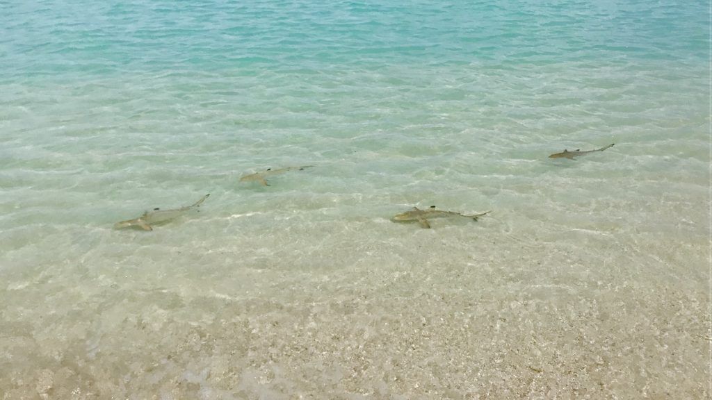 Haie auf den Malediven: Ein echtes Hai-Light sind die Baby-Blacktips in den Lagunen mancher Resort-Inseln. Foto: Sascha Tegtmeyer