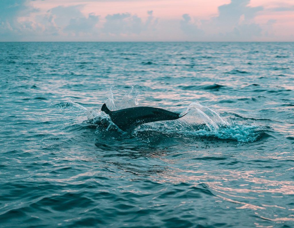 Lübeckbukten: En delfin sågs nära Travemünde! (Ikonisk bild) Foto: Pexels