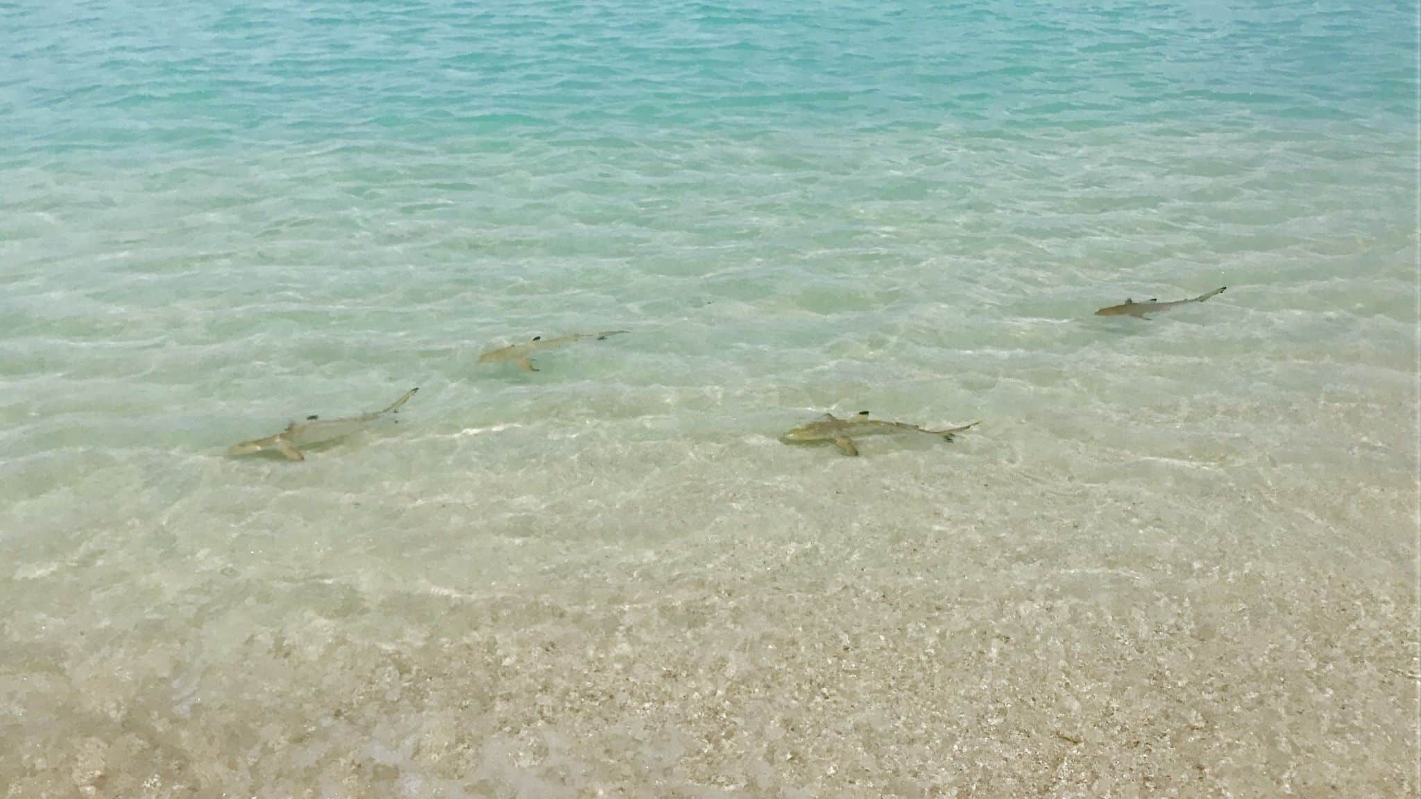 Des bébés requins nagent le long de la jetée de l'île. Photo: Sascha Tegtmeyer ice report coco bodu hithi maldives expériences