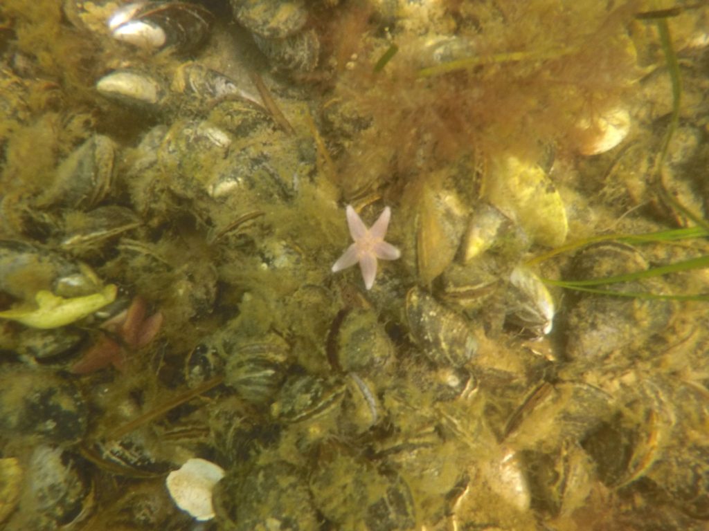Spannende Muschelformationen können beim Schnorcheln in der Ostsee beobachtet werden! Foto: Sascha Tegtmeyer