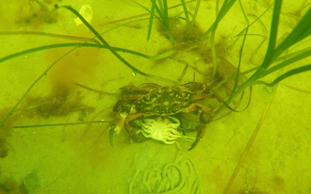 Schnorcheln in der Ostsee Erfahrungsbericht – Was gibt’s zu sehen?