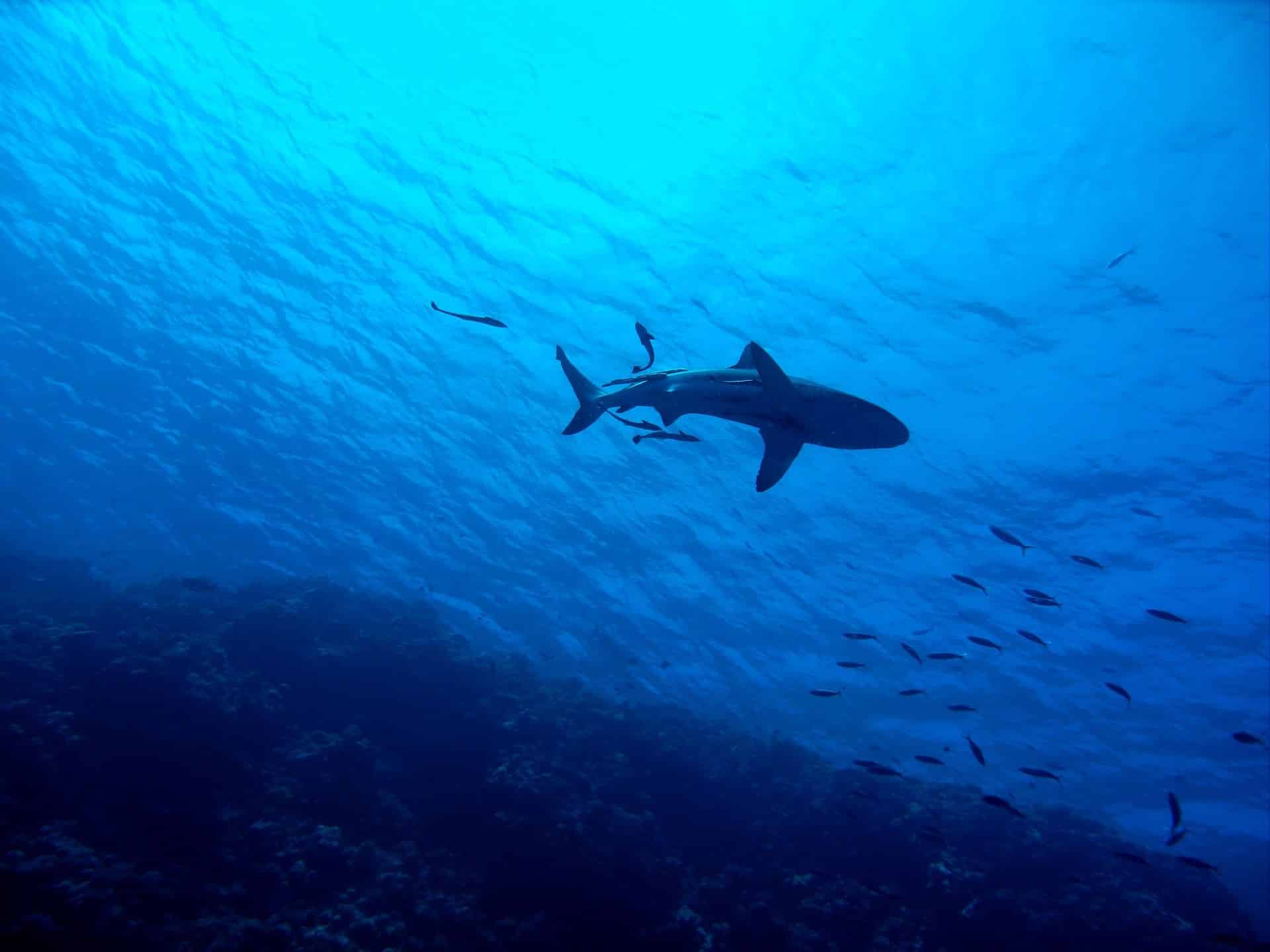 Die Raubfische sind weltweit vom Aussterben bedroht – auf den Malediven kommen Haie noch relativ häufig vor! Foto: Pixabay