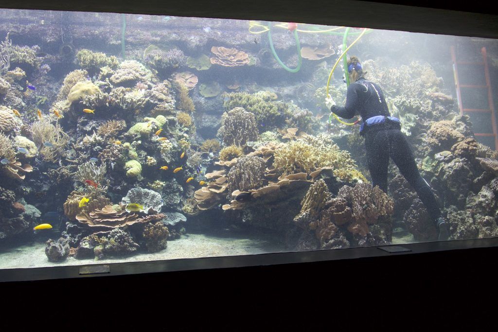 Hodowca zwierząt, Heidi Rohr, czyści zbiornik z koralowcami w tropikalnym akwarium w Hamburgu. Zdjęcie: Sascha Tegtmeyer