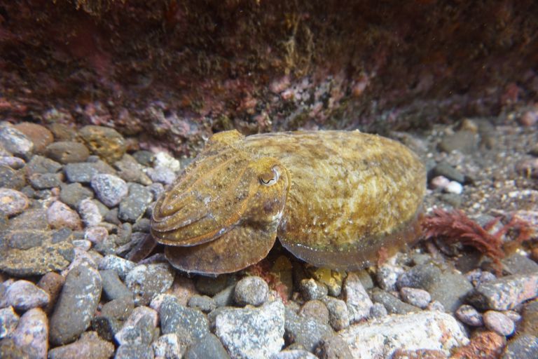 Tauchen auf Madeira: Die herrliche Unterwasserwelt hat es besonders im Garajau-Nationalpark in sich! Foto: Sascha Tegtmeyer