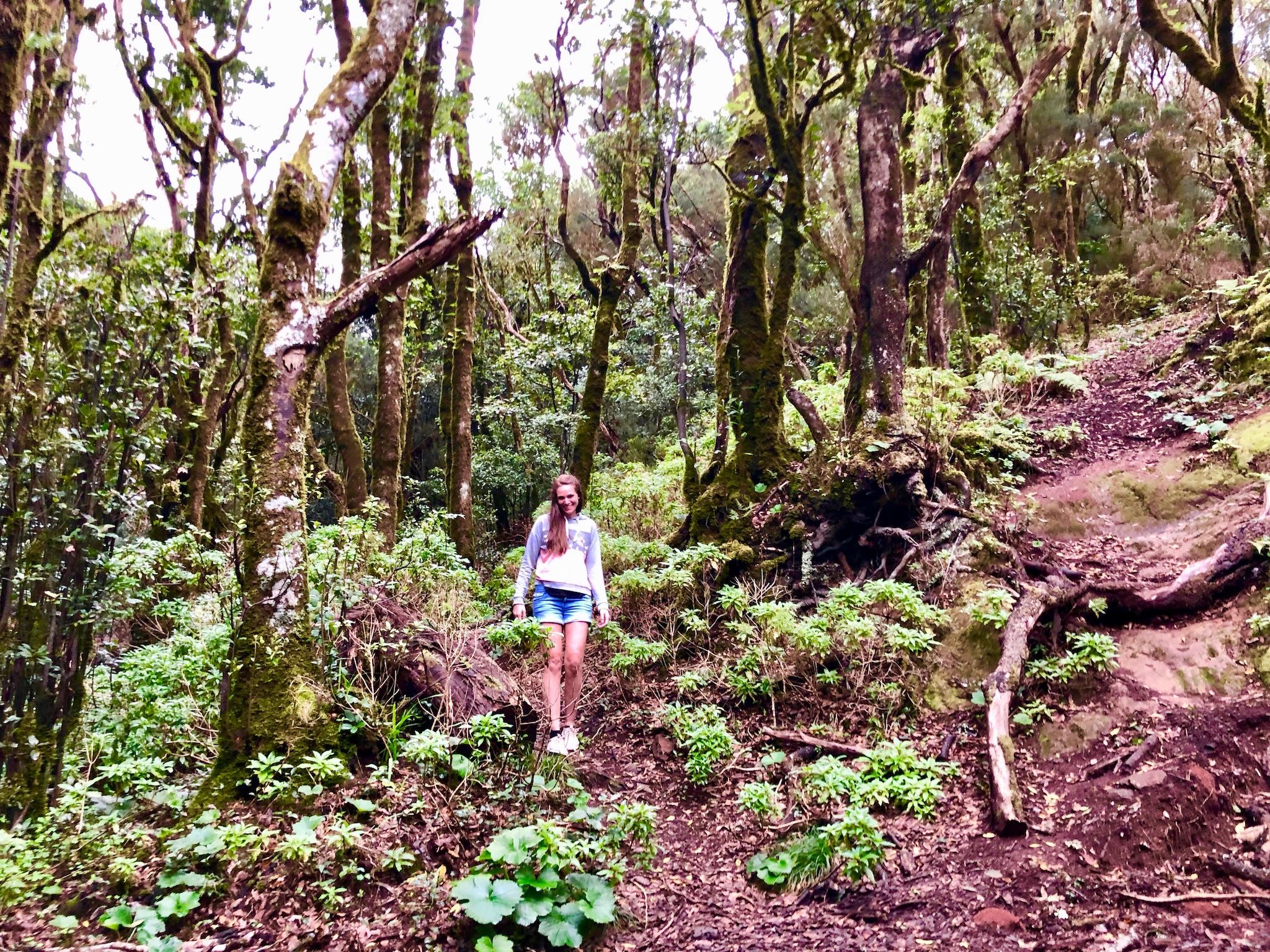 In the forest of the Anaga mountains you can go for a wonderful hike. Photo: Sascha Tegtmeyer