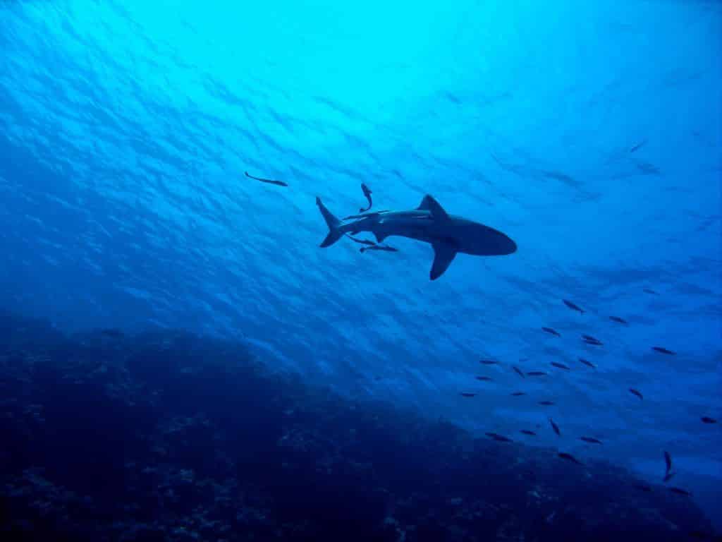Tubarões no Mediterrâneo: Quais espécies ocorrem? Existe perigo para os turistas do peixe predatório? Foto: Pixabay