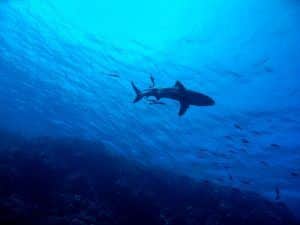 Rekiny w Morzu Śródziemnym: Jakie są gatunki? Czy wczasowiczom zagrażają drapieżne ryby? Zdjęcie: Pixabay